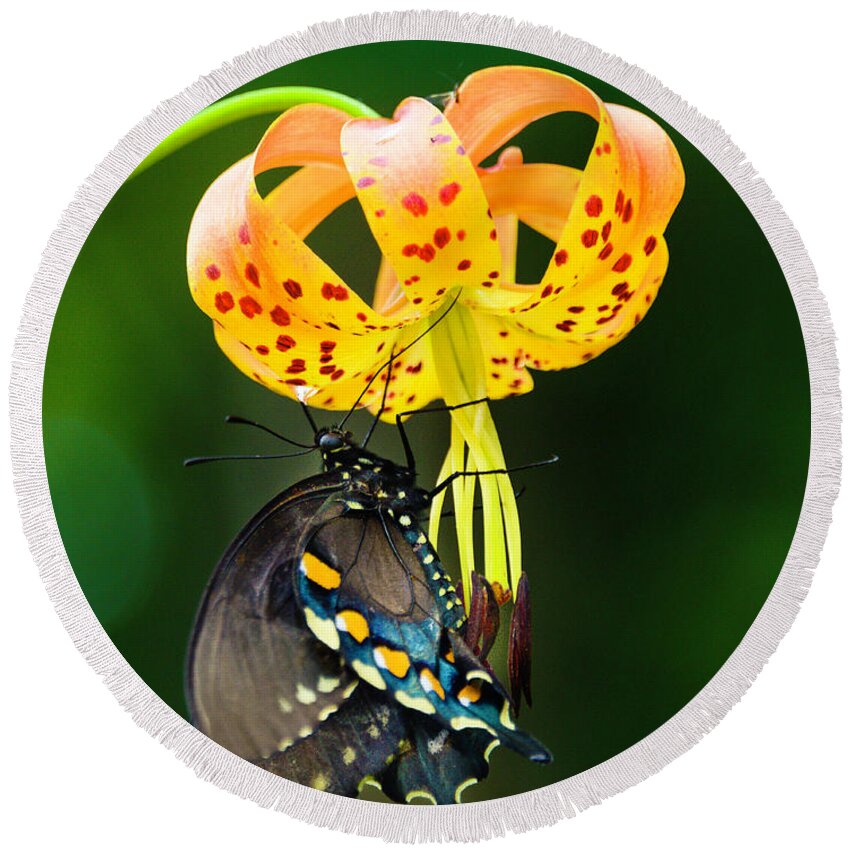 Africa Round Beach Towel featuring the photograph Swallowtail On Turks Cap #2 by Donald Brown