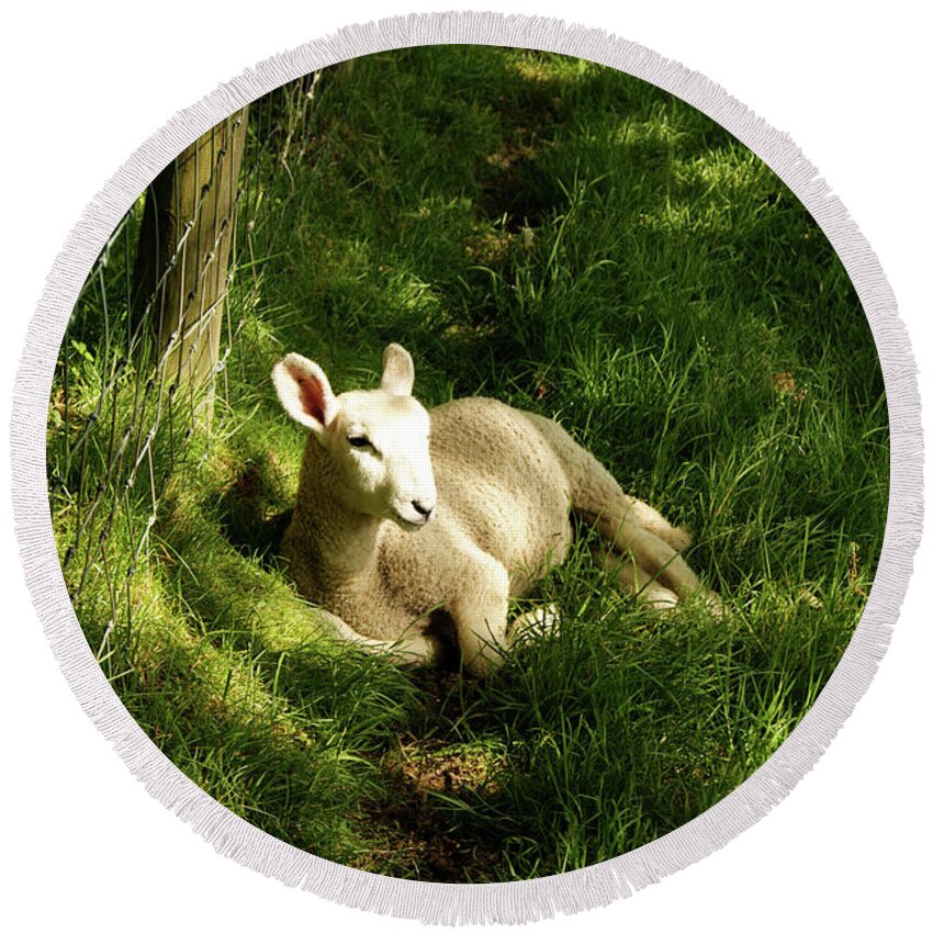 Cumbria Round Beach Towel featuring the photograph 20/06/14 KESWICK. Lamb In The Woods. by Lachlan Main