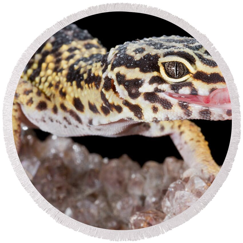 Animal Round Beach Towel featuring the photograph Leopard Gecko Eublepharis Macularius #20 by David Kenny