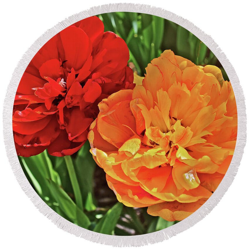 Tulips Round Beach Towel featuring the photograph 2019 Acewood Double Beauties by Janis Senungetuk
