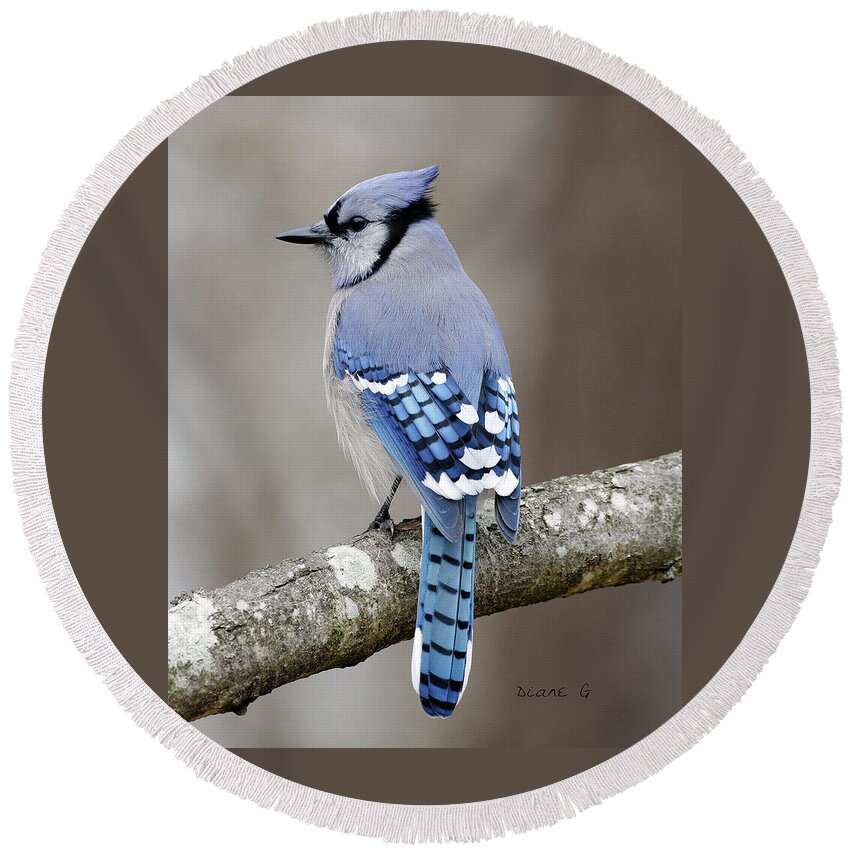 Blue Jay Round Beach Towel featuring the photograph Blue Jay #3 by Diane Giurco
