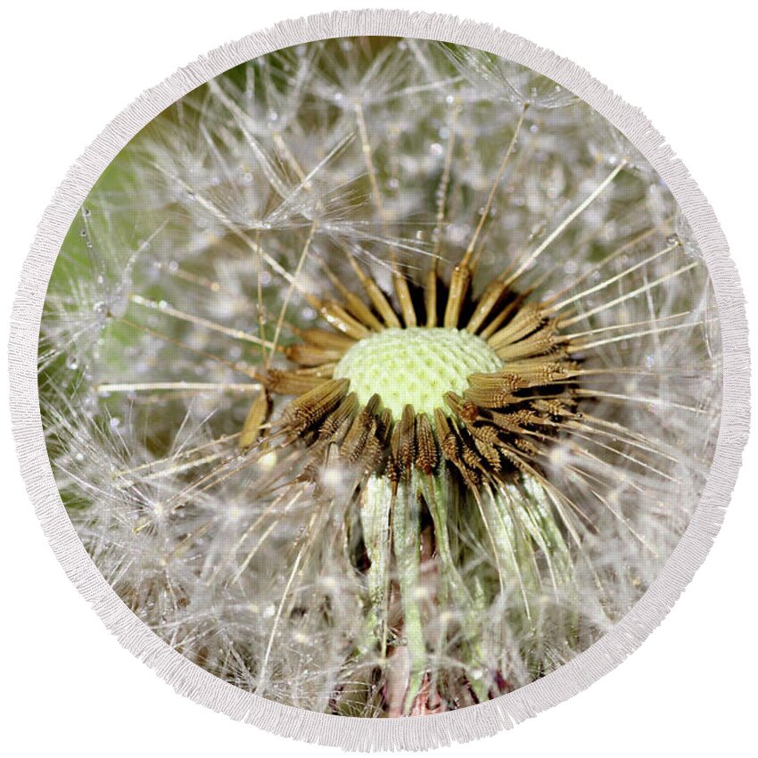 Dandelion Head Round Beach Towel featuring the photograph Dandelion head close up #3 by Martin Smith
