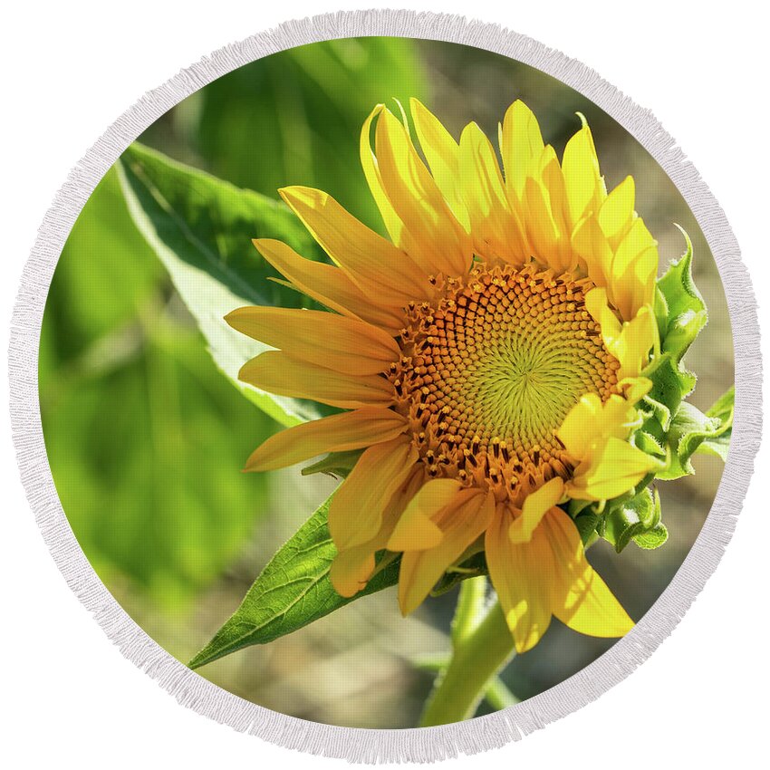 Sunflower Round Beach Towel featuring the photograph Sunflower #4 by Cathy Donohoue