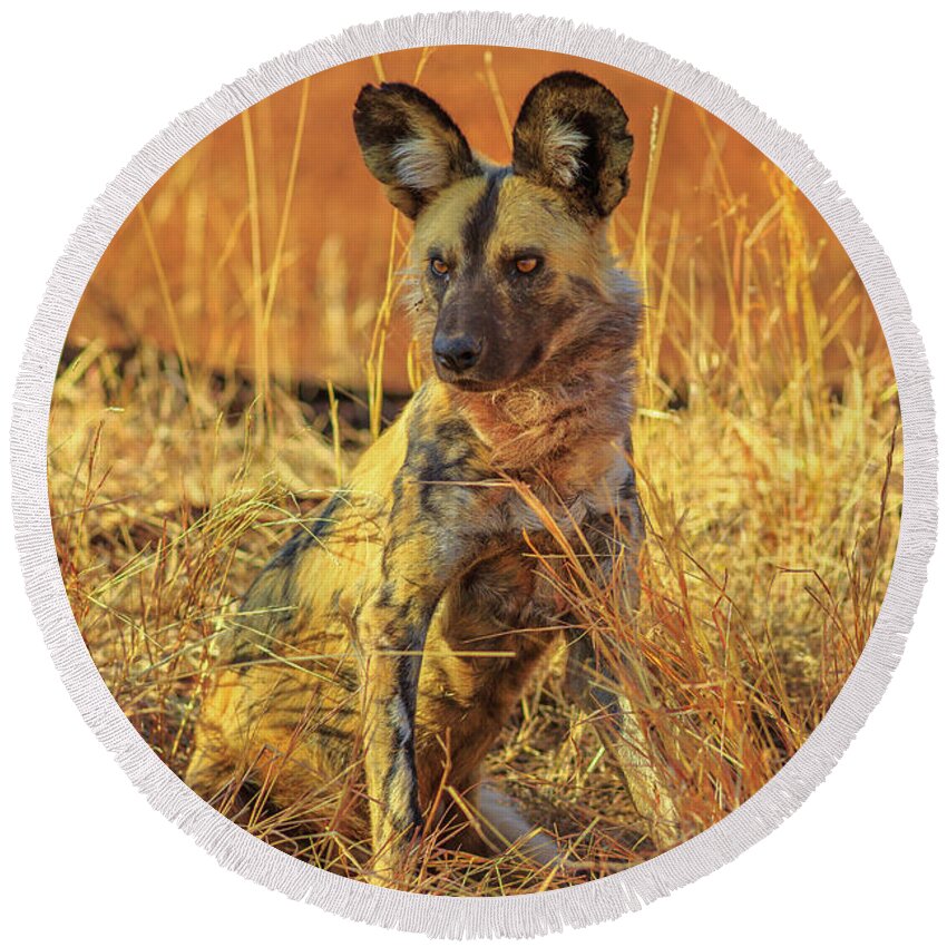 Hyena Round Beach Towel featuring the photograph Spotted Hyena cub #5 by Benny Marty