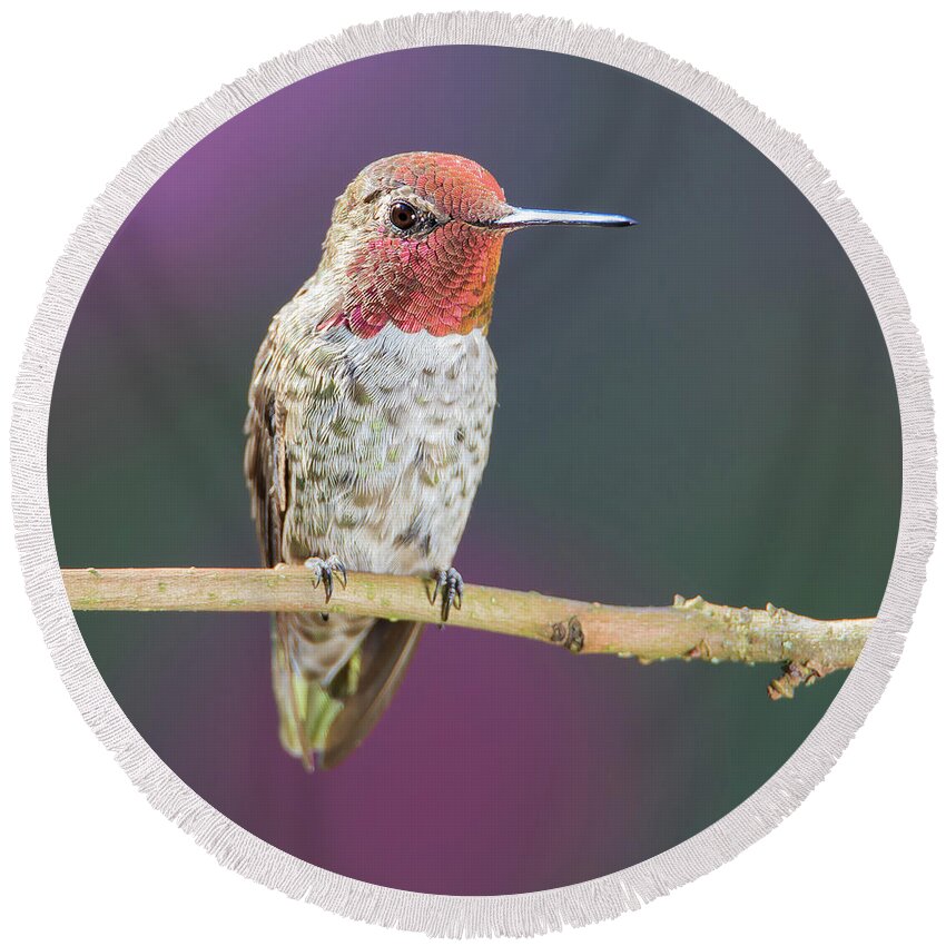 Animal Round Beach Towel featuring the photograph Male Anna's Hummingbird #6 by Briand Sanderson