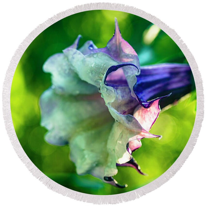 Brugmansia Round Beach Towel featuring the photograph Purple Trumpet Flower #6 by Raul Rodriguez