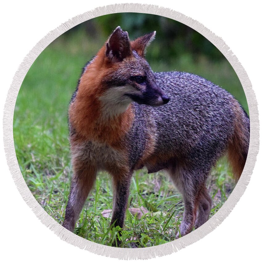 Photograph Round Beach Towel featuring the photograph Fox #9 by Larah McElroy