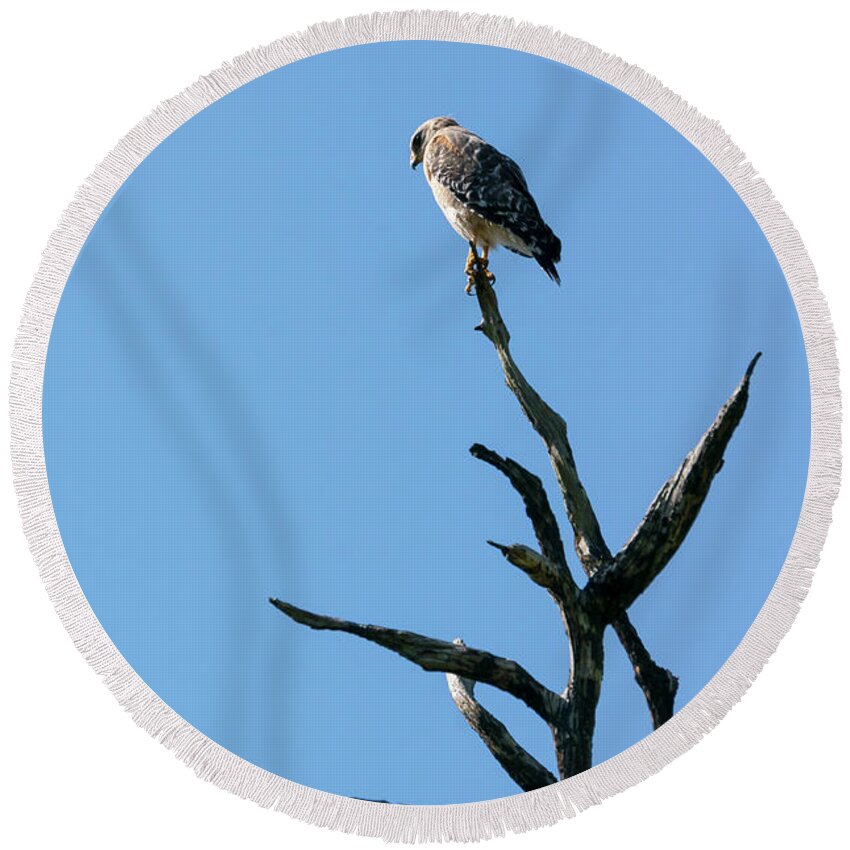 Audubon Round Beach Towel featuring the photograph A Broad-winged Hawk peers down from a dead tree at Audubon Corks by William Kuta