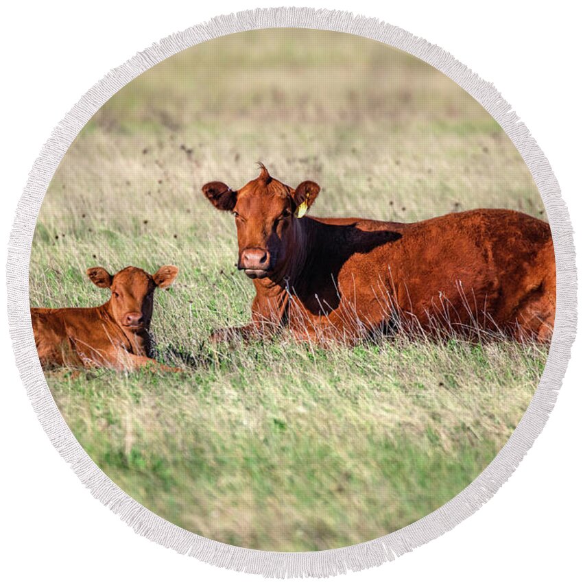 Red Angus Round Beach Towel featuring the photograph A Cow and Her Calf by Todd Klassy