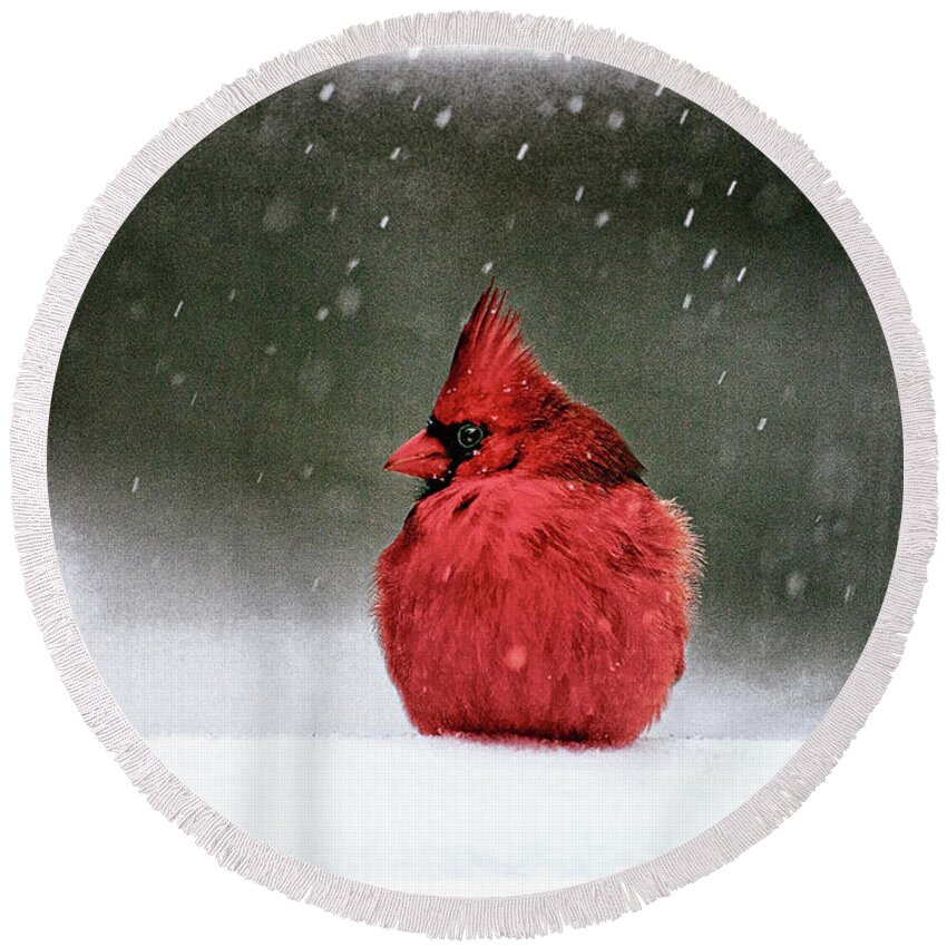 Cardinal Round Beach Towel featuring the photograph A Ruby In The Snow by Lois Bryan