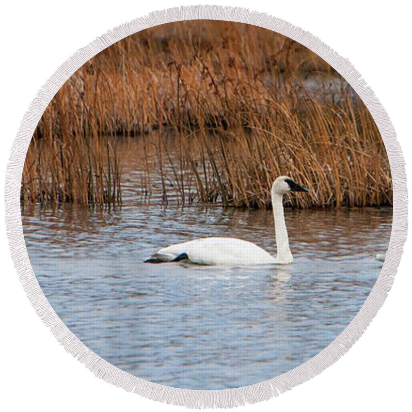 A Trio Of Swans Round Beach Towel featuring the photograph A Trio of Swans by Phyllis Taylor