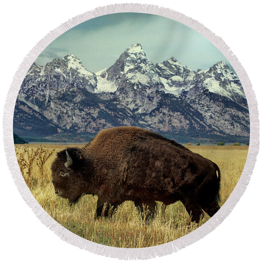Dave Welling Round Beach Towel featuring the photograph Adult Bison Bison Bison Wild Wyoming by Dave Welling