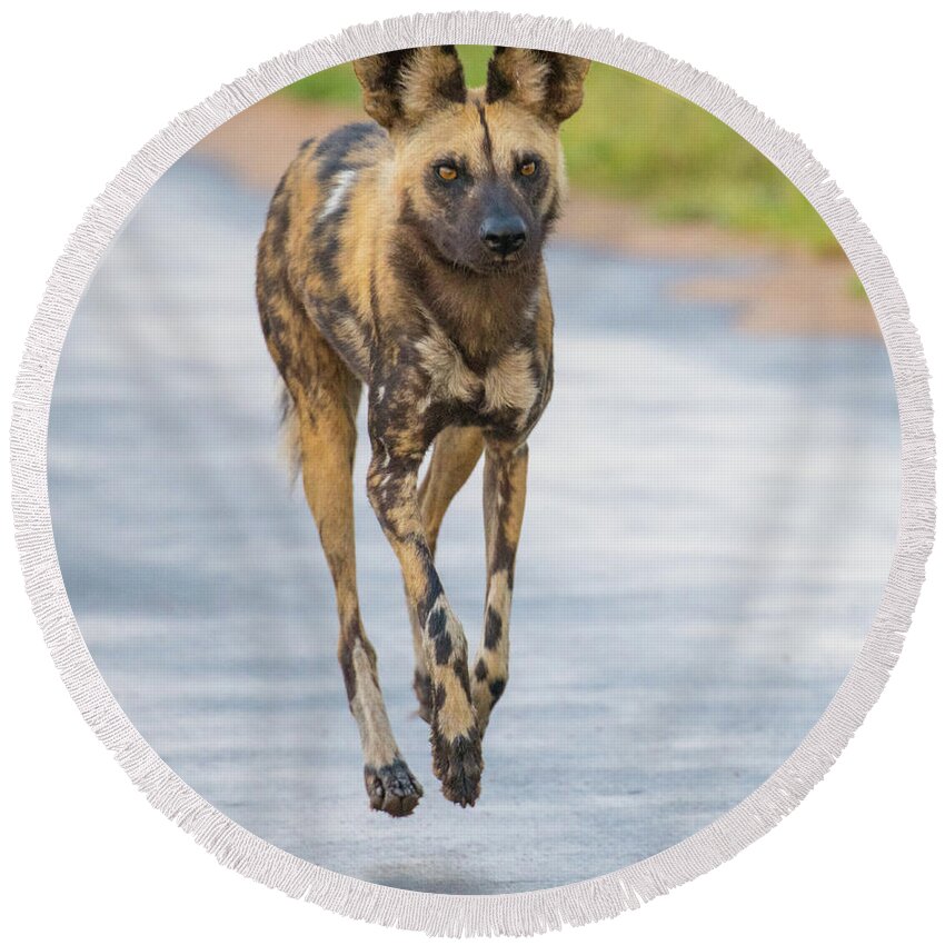 Wild Dog Round Beach Towel featuring the photograph African Wild Dog bouncing by Mark Hunter