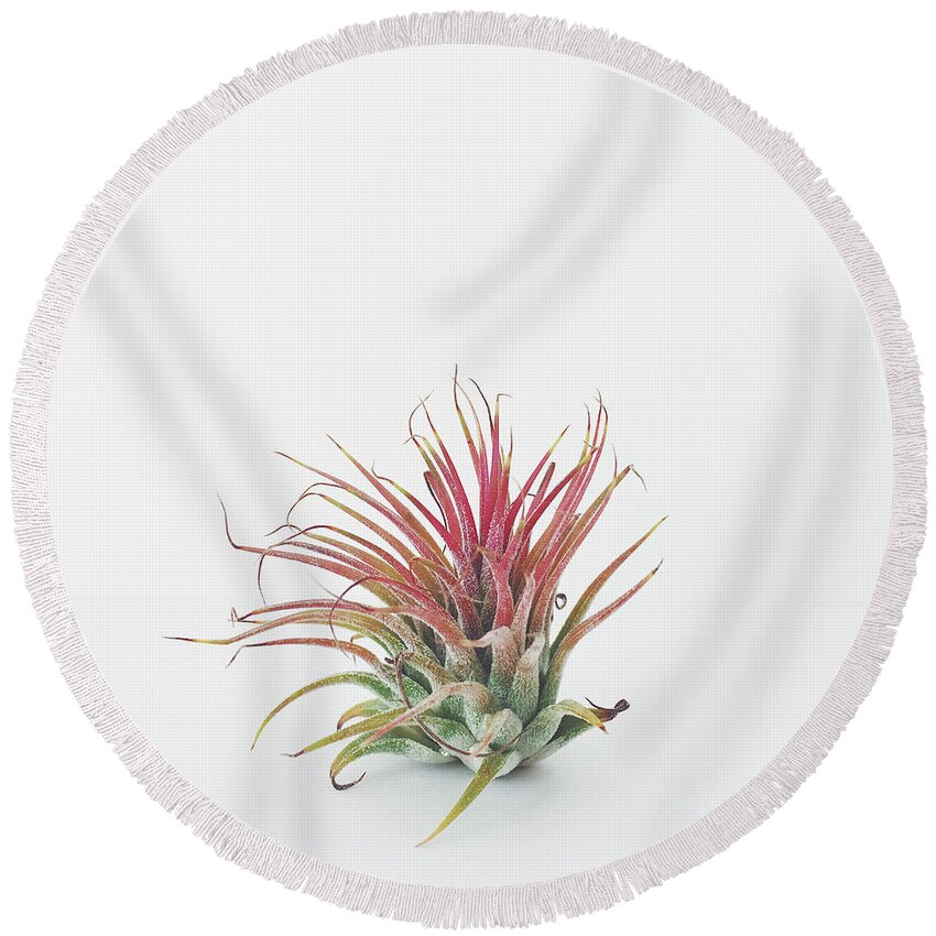Air Plant Round Beach Towel featuring the photograph Air Plant by Cassia Beck