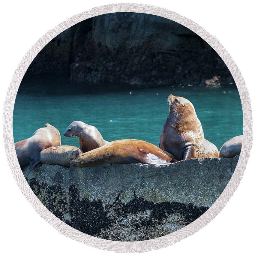 Alaska Coastline Round Beach Towel featuring the photograph Alaska Steller Sea lions by Scott Slone