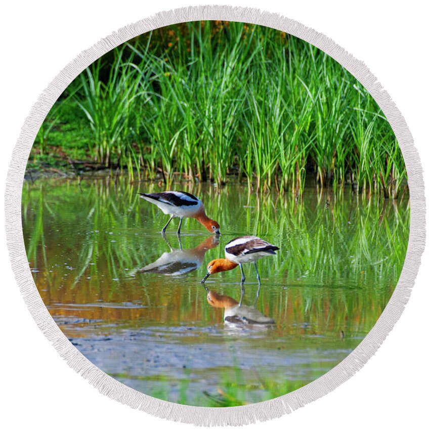 American Avocets Round Beach Towel featuring the photograph American Avocets by Anthony Jones