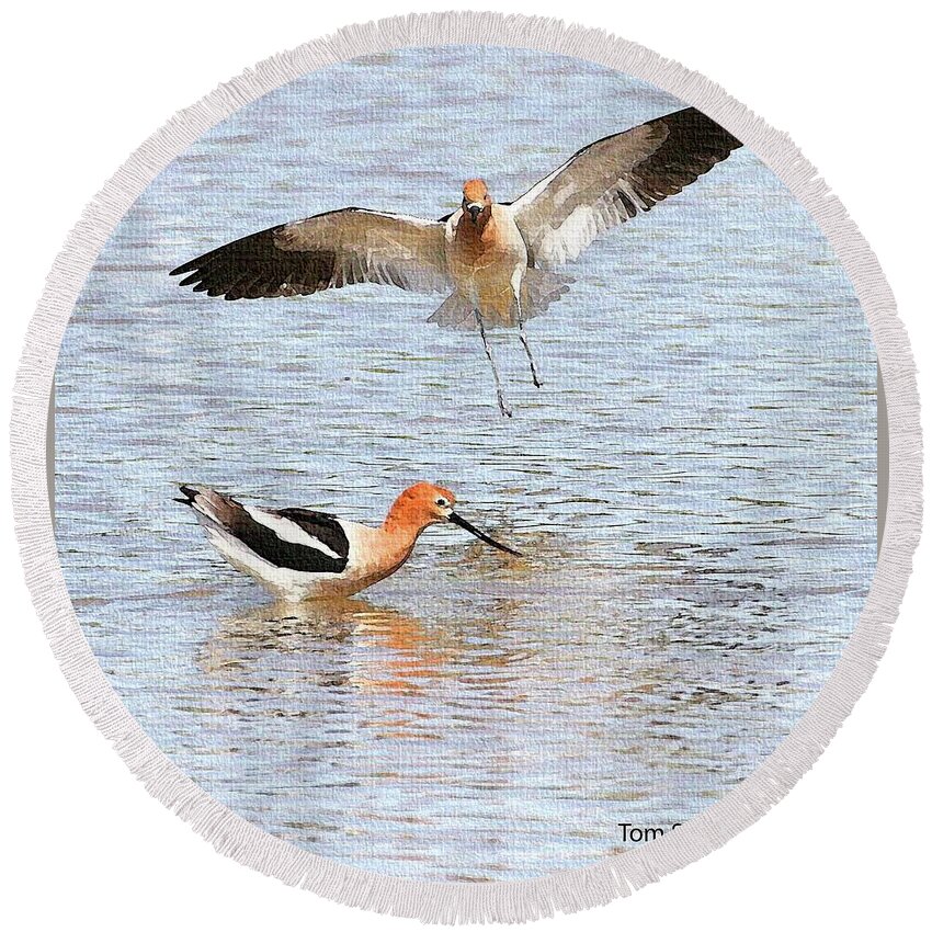 American Avocets At Gilbert Water Ranch Round Beach Towel featuring the digital art American Avocets At Gilbert Water Ranch by Tom Janca