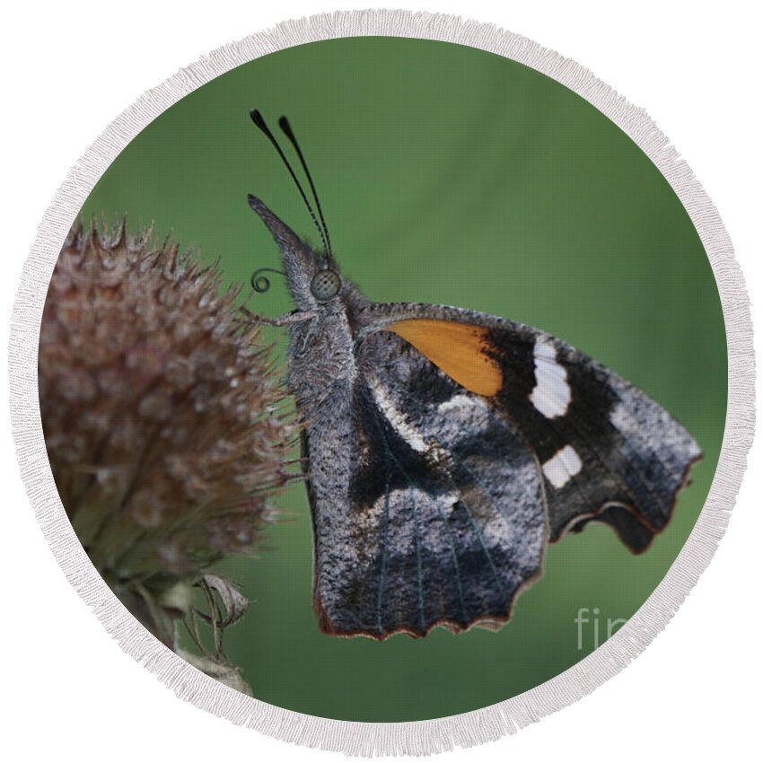 American Snout Butterfly Round Beach Towel featuring the photograph American Snout Butterfly on Bee Balm Seed Head by Robert E Alter Reflections of Infinity