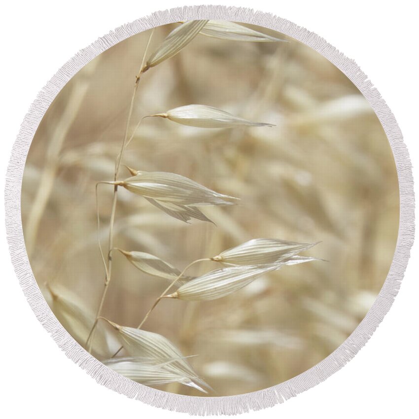 Photograph Round Beach Towel featuring the photograph Arizona Oat Grass Spikes by Christy Garavetto