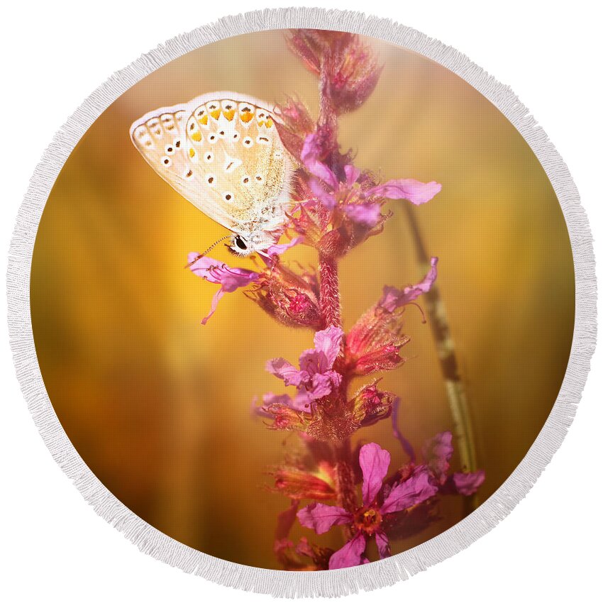 Butterfly Round Beach Towel featuring the photograph Around The Meadow 10 by Jaroslav Buna