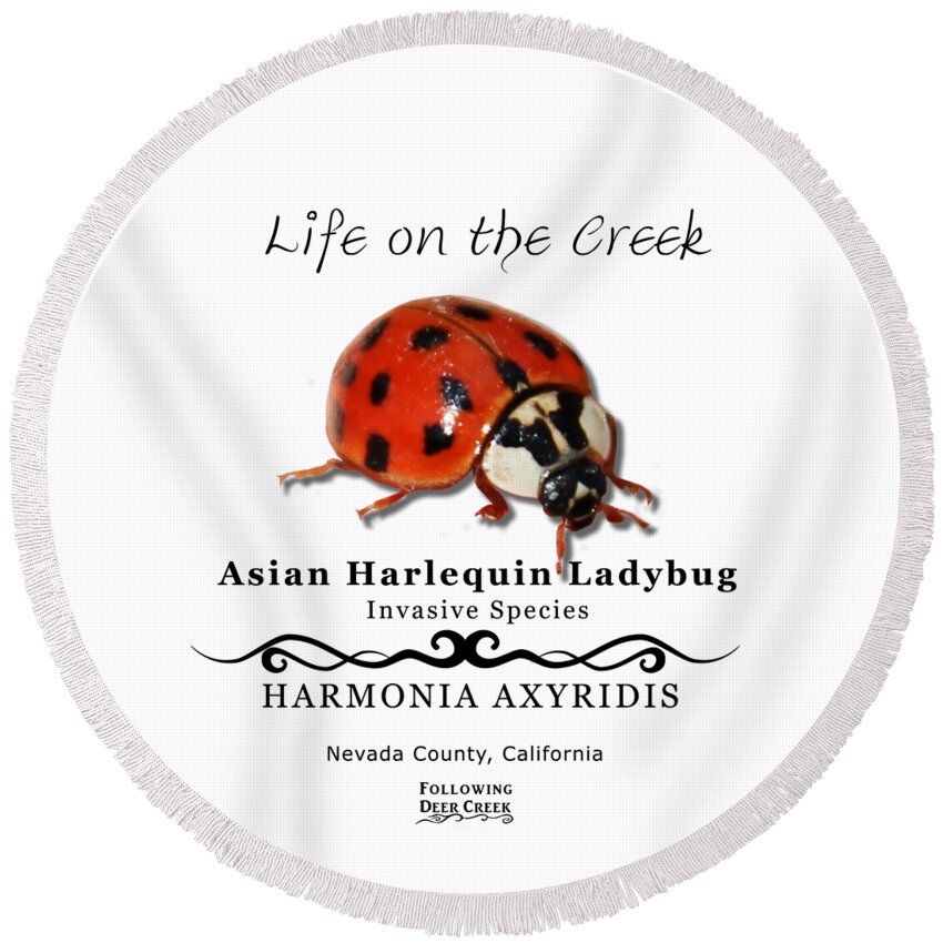 Ladybug Round Beach Towel featuring the digital art Asian Harlequin Ladybug by Lisa Redfern