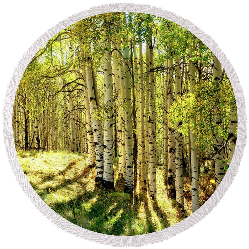 Aspens Round Beach Towel featuring the photograph Aspen Trees in the Sun by Judi Dressler