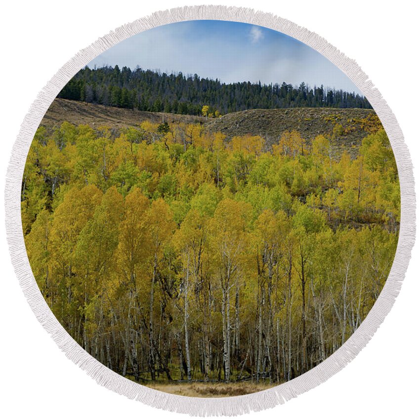 Fall Colors Round Beach Towel featuring the photograph Aspen Trees with fall colors by Julieta Belmont