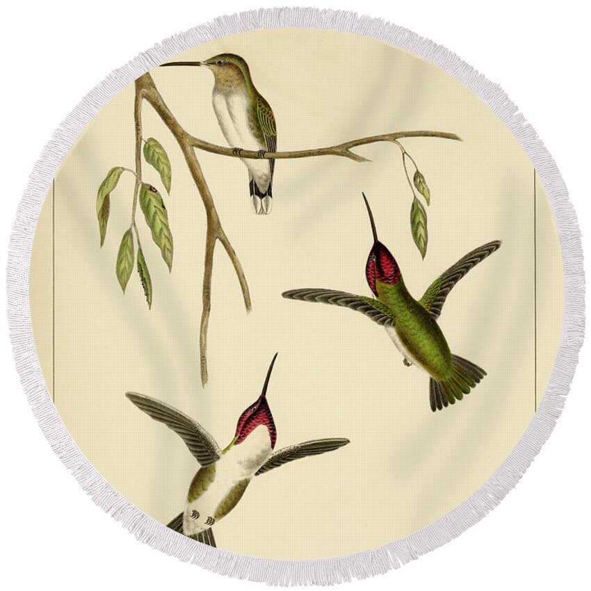 Birds Round Beach Towel featuring the mixed media Atthis Costae by Bowen and Co lith and col Phila