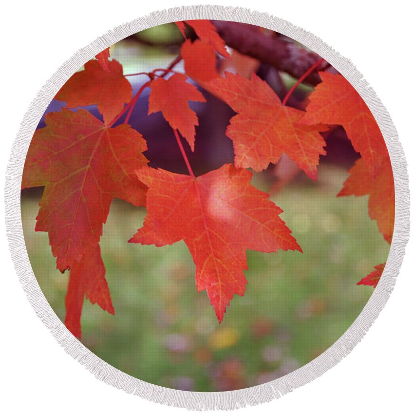 Autumn Round Beach Towel featuring the photograph Autumn Maple by Tikvah's Hope