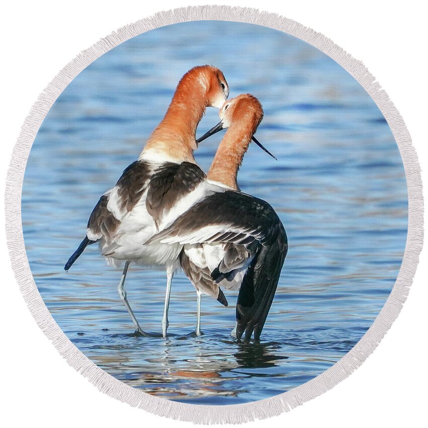 Avocets Round Beach Towel featuring the photograph Avocet love by Judi Dressler