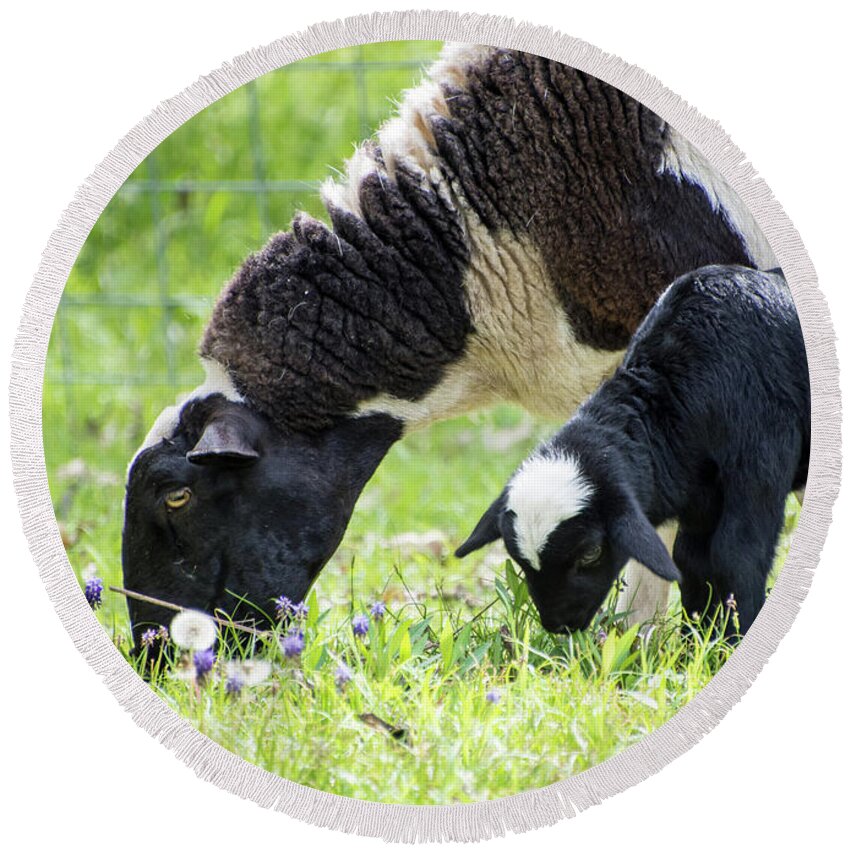 Sheep Round Beach Towel featuring the photograph Baba and Pepe Grazing by Cheryl McClure