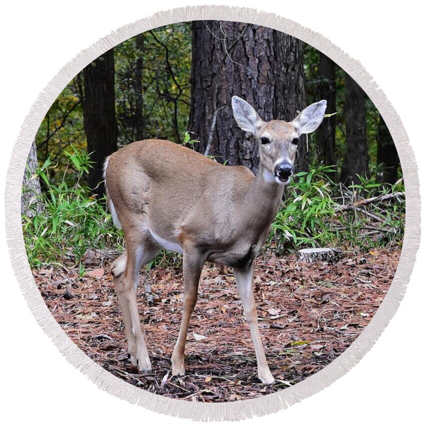 Deer Round Beach Towel featuring the photograph Baby Doe by Eileen Brymer