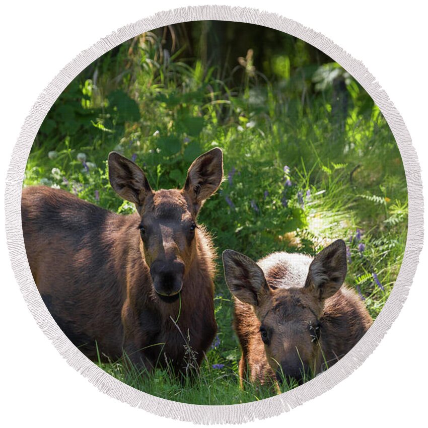 Alaska Round Beach Towel featuring the photograph Baby Moose in Woods by Scott Slone