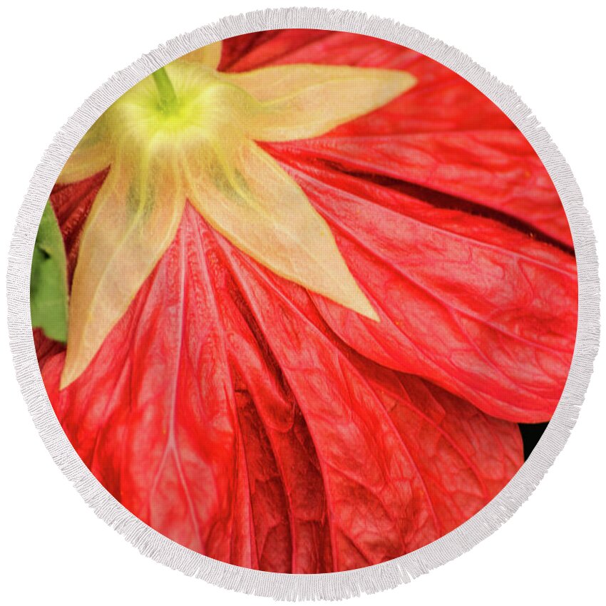 Flower Round Beach Towel featuring the photograph Back of Red Flower by Don Johnson