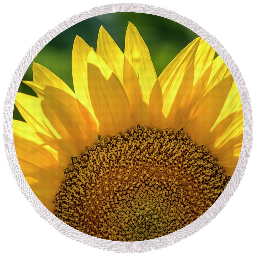 Colorado Round Beach Towel featuring the photograph Backlit Sunflower Bloom by Teri Virbickis