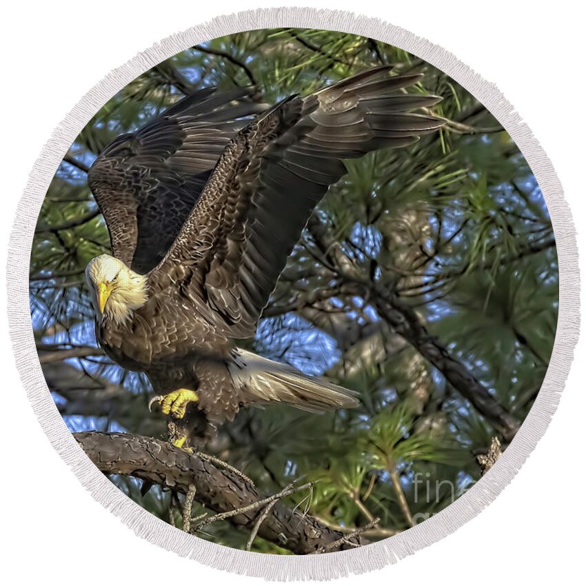 Eagles Round Beach Towel featuring the photograph Bald Eagle by DB Hayes