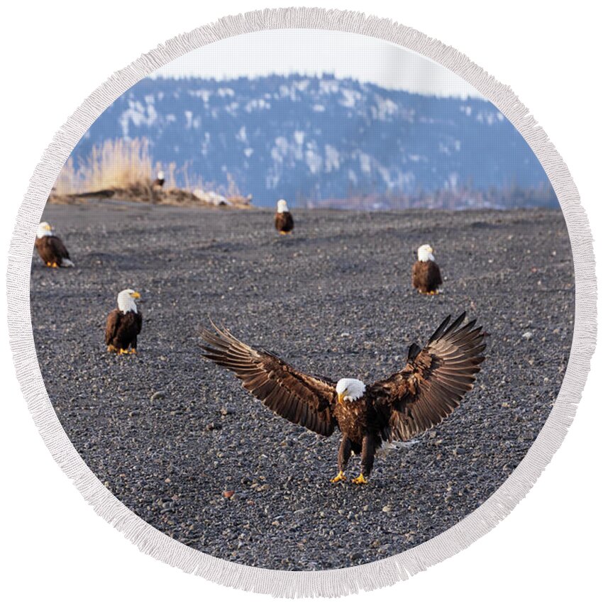 Bald Eagle Round Beach Towel featuring the photograph Bald Eagles on the beach by Louise Heusinkveld