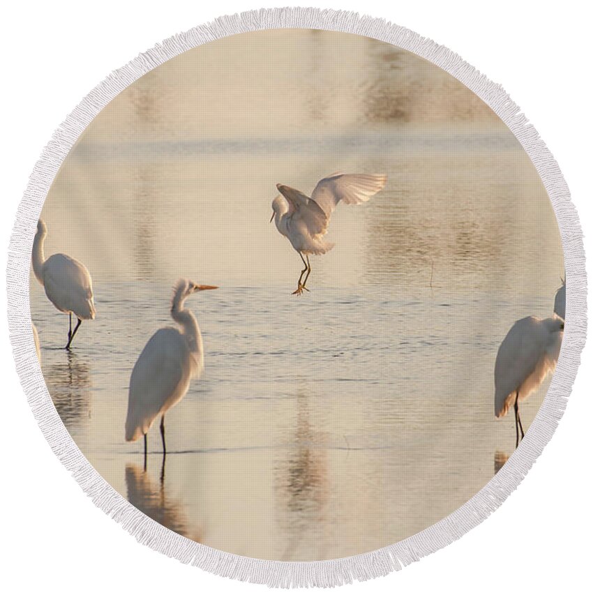 Birds Round Beach Towel featuring the photograph Ballet of the Egrets by Donald Brown