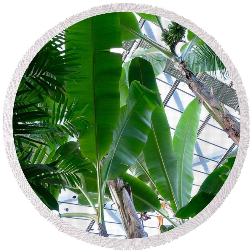 Banana Leaves In The Greenhouse By Marina Usmanskaya Round Beach Towel featuring the photograph Banana leaves in the greenhouse by Marina Usmanskaya