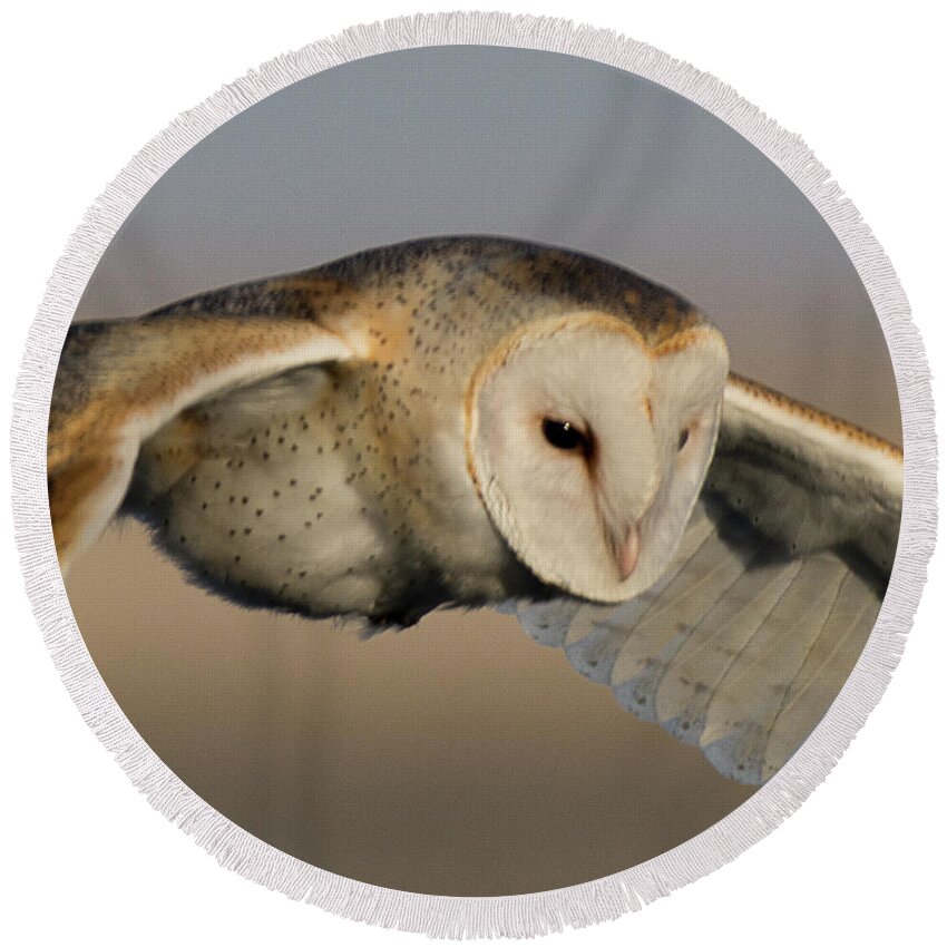 Bird Round Beach Towel featuring the photograph Barn Owl Up Close by Dennis Hammer