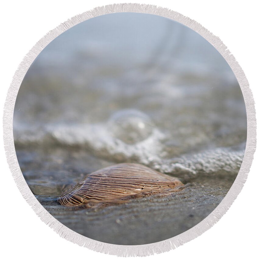 Beach Round Beach Towel featuring the photograph Beach Seashell by David Palmer