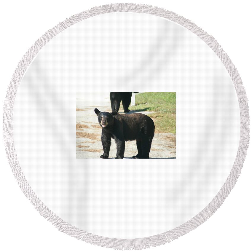 Florida Round Beach Towel featuring the photograph Beary Cute by Lindsey Floyd