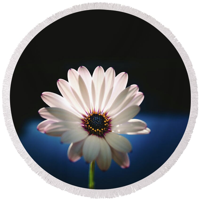 Background Round Beach Towel featuring the photograph Beautiful and delicate white female flower dark background illum by Joaquin Corbalan