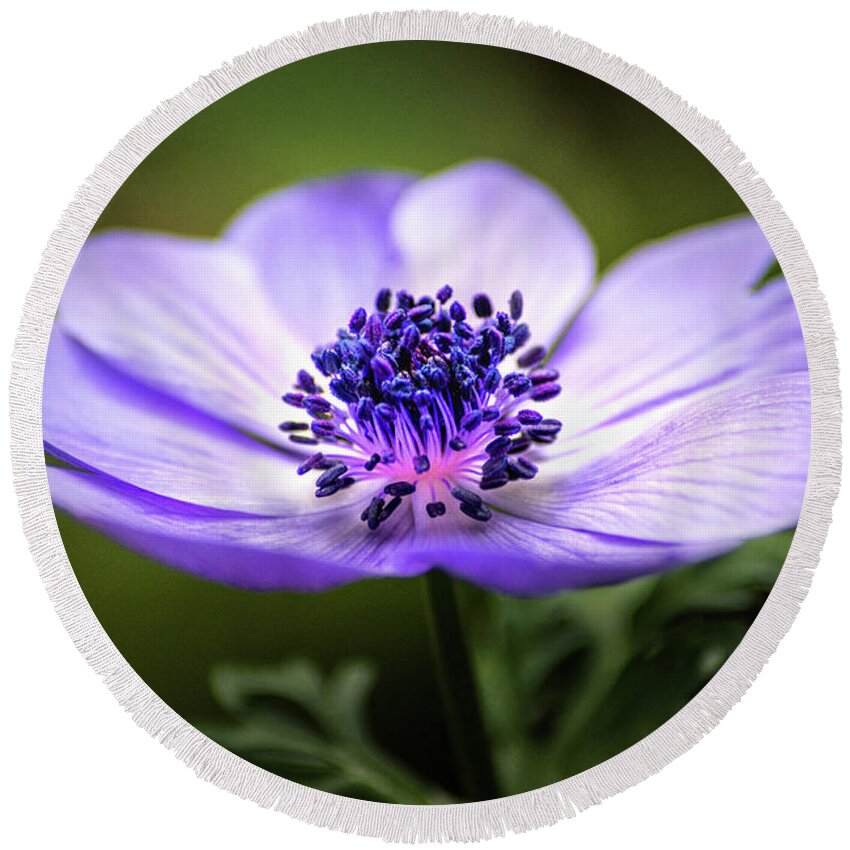 Flower Round Beach Towel featuring the photograph Beautiful Anemone by Don Johnson