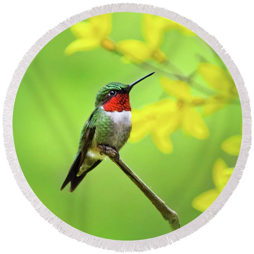 Hummingbird Round Beach Towel featuring the photograph Beautiful Summer Hummer by Christina Rollo