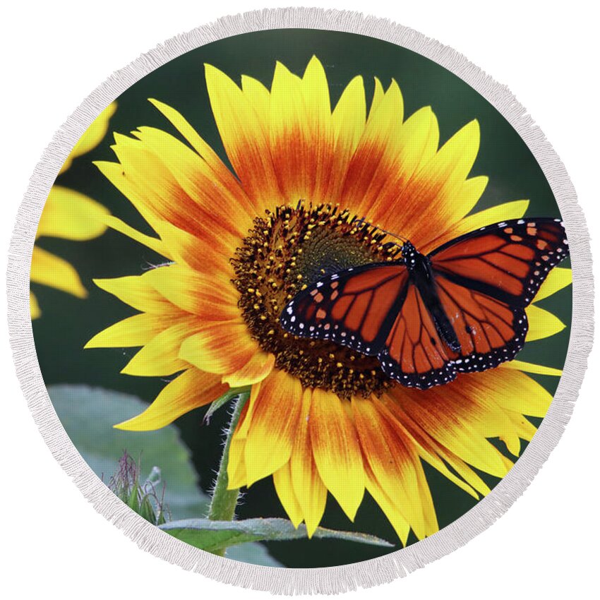 Flowers Round Beach Towel featuring the photograph Beautiful Sunflower with Monarch Butterfly by Trina Ansel