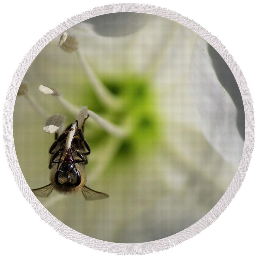 Datura Round Beach Towel featuring the photograph Bee in Datura by Jonathan Thompson