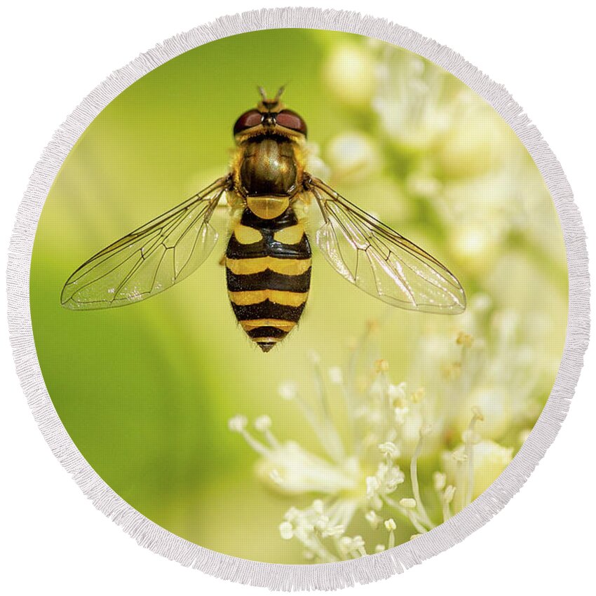 Nature Round Beach Towel featuring the photograph Bee Up by Bob Cournoyer