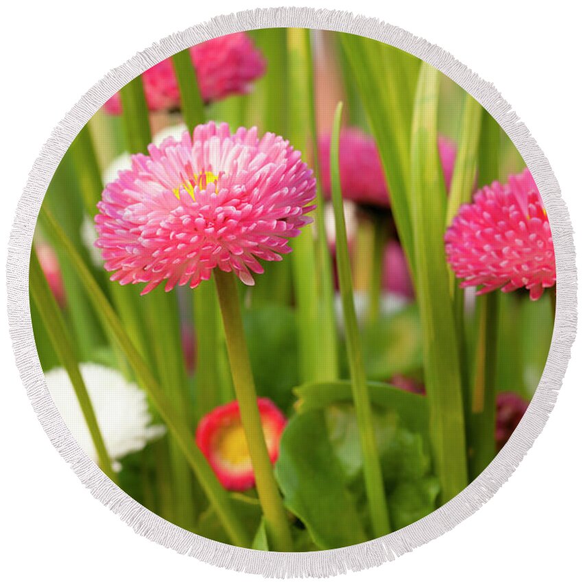 Spring Round Beach Towel featuring the photograph Bellis daisies in spring time closeup by Simon Bratt