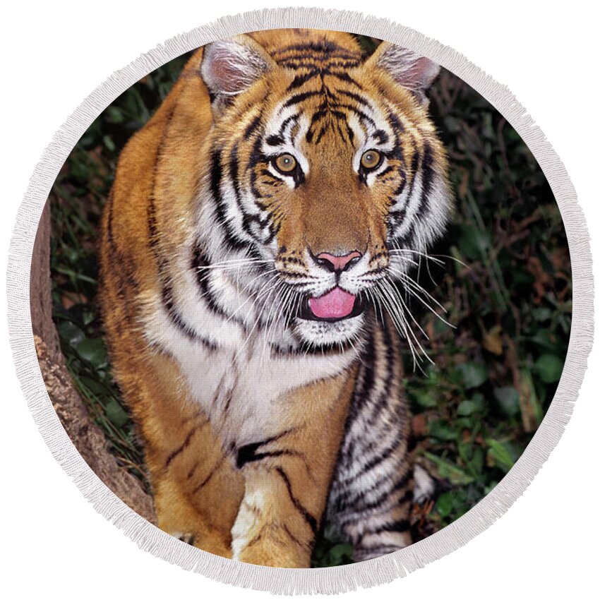 Bengal Tiger Round Beach Towel featuring the photograph Bengal Tiger by Tree Endangered Species Wildlife Rescue by Dave Welling